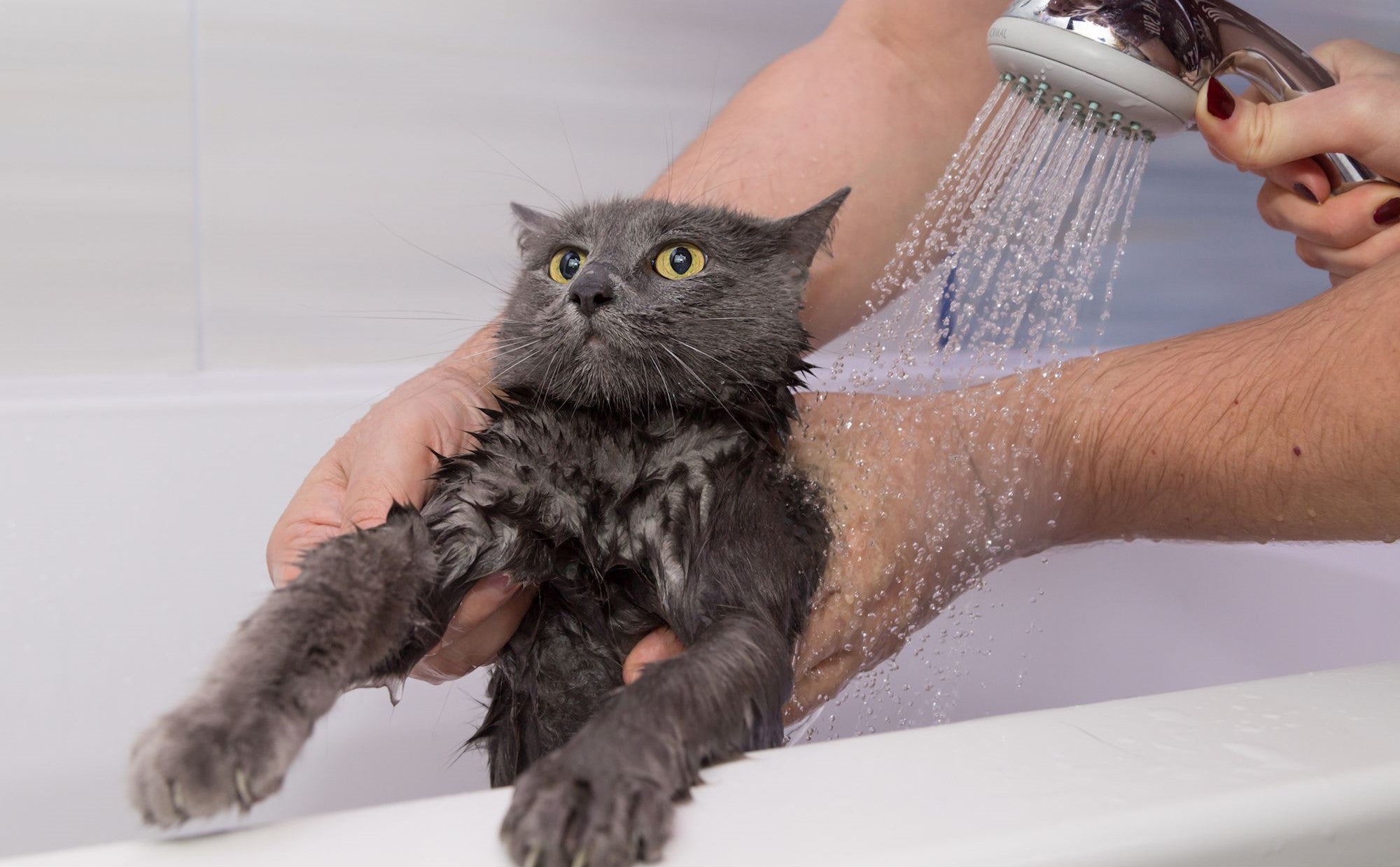 Expert Guide; Cat How to Bath Your Cat Safely