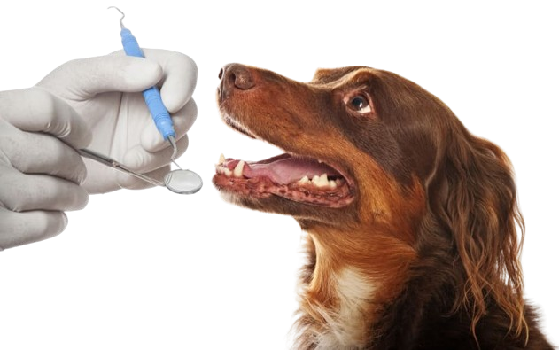 How to Care for Your Dog's Teeth: A Comprehensive Guide for Pet Owners